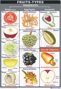 B-14_Fruits Types Final - CC