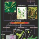 B-18 Plant Kingdom Classification