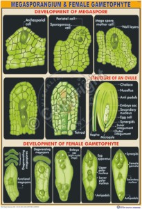 B-20_Megasporangium & female gametophyte -CC