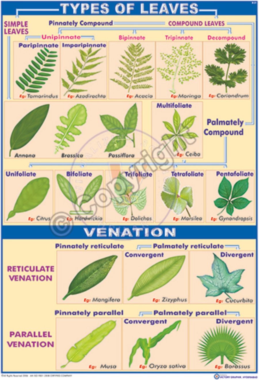 what are the types of leaves