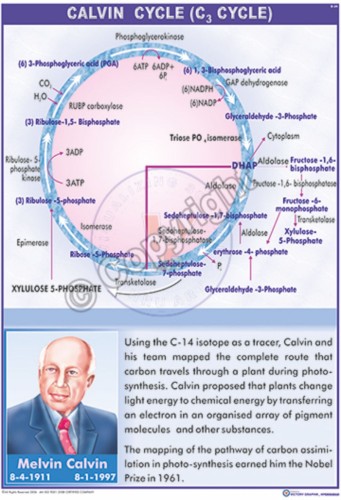 B-34_Calvin Cycle (C3) - Final - CC