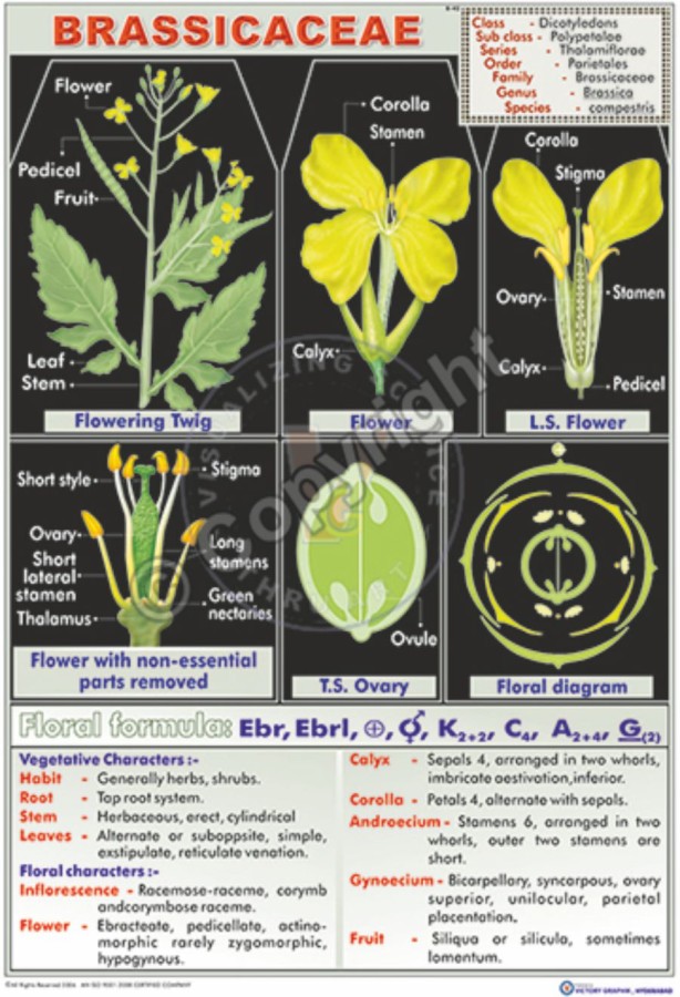 B-42_Brassicaceae - CC