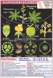 B-43_Euphorbiaceae - CC