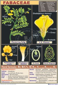 B-44_febaceae - CC