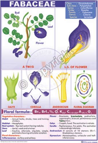 B-45_Fabaceae - II - CC