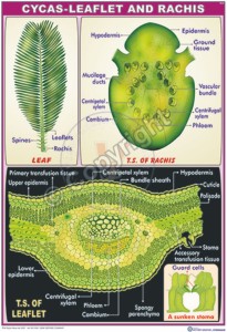 B-61_Cycas-root stem and leaf let - CC