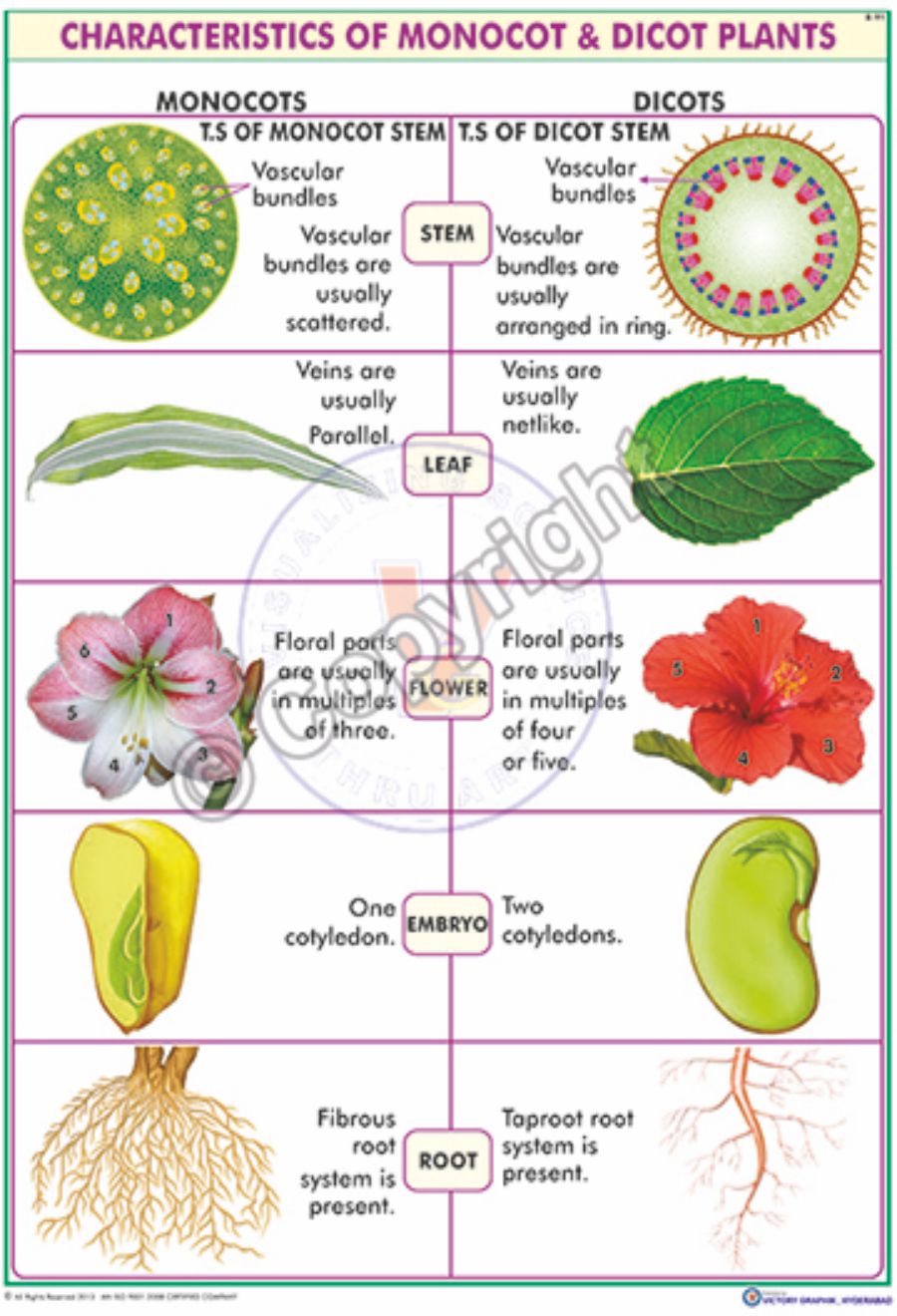 List Of Monocot Flowers At Robert Thaler Blog