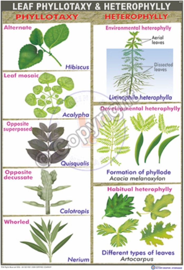 Victory Graphik B21 Leaf Types and Venation