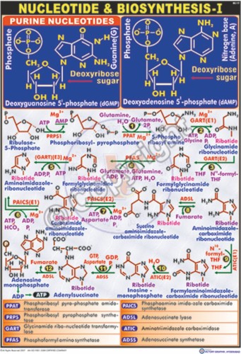 BC-17_Nucleotide Biosynthesis-I - CC