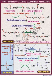 BC-20_Biosynthesis of Alanine, Glutamine & Asparagine - CC