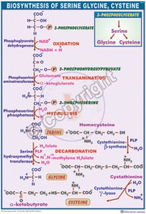 BC-21_Biosynthesis of serine, Glycine & Cysteine - CC