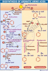 BC-23_Biosynthesis of aromatic amino acids - CC