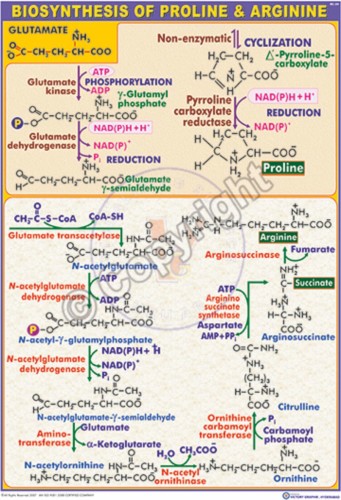 BC-24_Biosynthesis of proline & arginine - CC