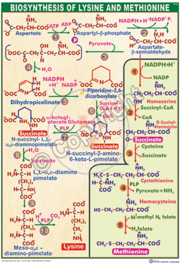 BC-25_Biosynthesis of Lysine & methionine - CC