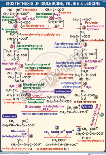 BC-26_Biosynthesis of isoleucile, valine & Leucine