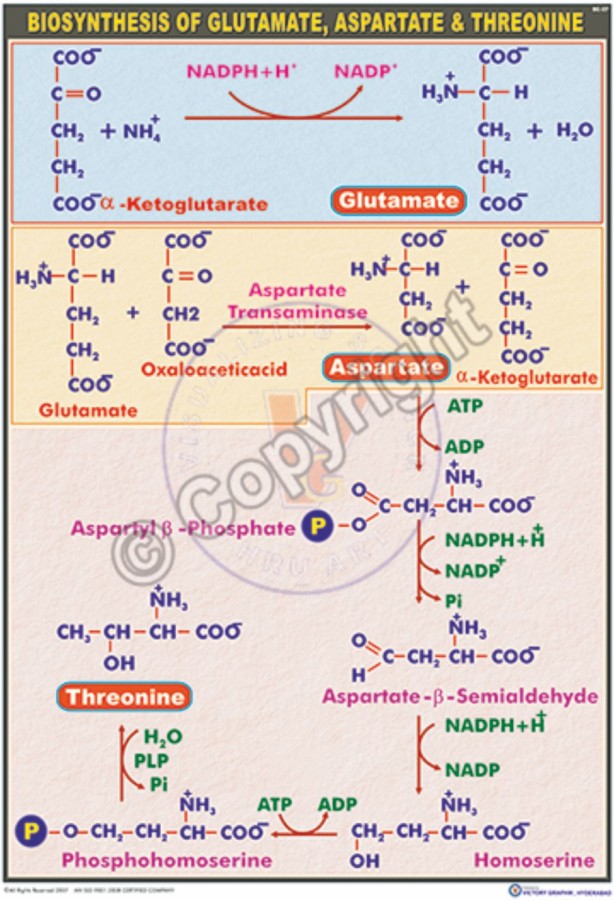 BC-27_Biosynthesis of glutamate, aspertate & threonine - CC