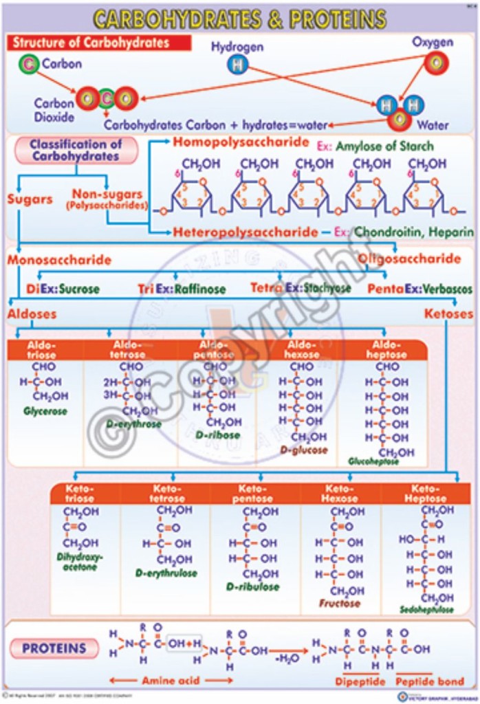 Victory Graphik BC6 Carbohydrates Structure & Classification
