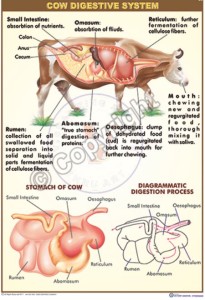 BI-32_cow digestive_FINAL-CC