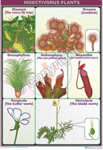 BI-34_insectivorus plants CC