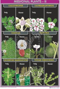 BI-36_medicinal plants-II_100x70 CC