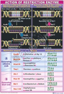 BT-1_Action of Restriction enzyme final - CC