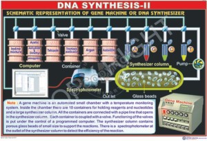 BT-6_DNA Sythesis-II- Final