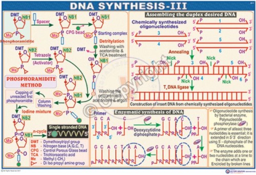 BT-7_C S Of DNA III