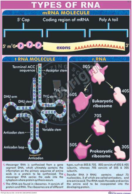 Bi-16_RNA Structure - CC