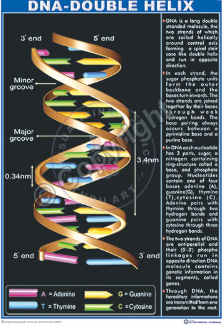 Bi-6 DNA Structure eng CC