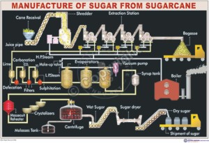 C-13_Sugarcane