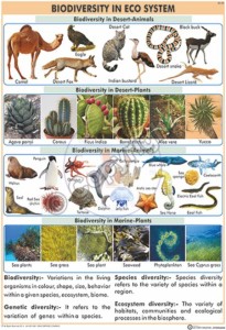 EC-20_Biodiversity in Eco system Final - CC
