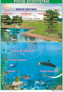 Ec-10_Pond ecosystem_100x70