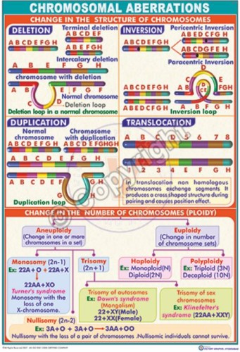 GT-1_Chromosomal aberrations - CC