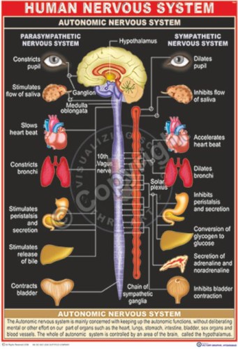 HA-1 human autonomus nervous system