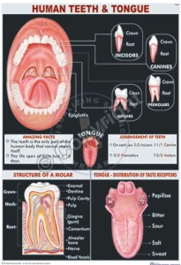 HA-21_Human tooth - CC