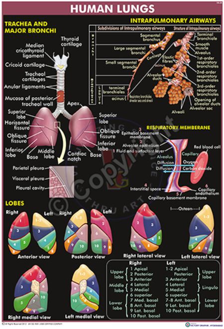 HA-26_humna lungs_final CC HA-26_humna lungs_final CC