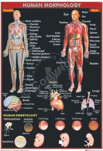 HA-30_Human Morphology - CC