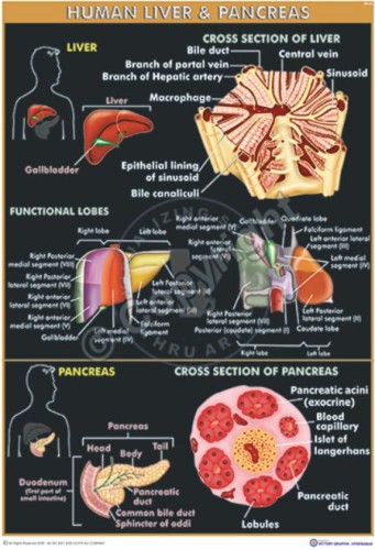 HA-33 liver & pancreas