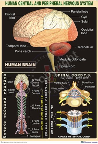 HA-4_Human central& peripheral Nervous Brain