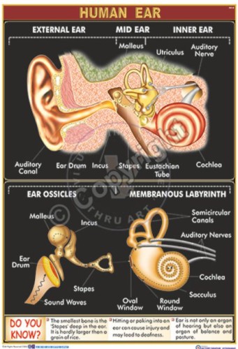 HA-8_Human Ear - Final - CC