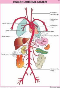 IPZ-8_Human Arterial system - English