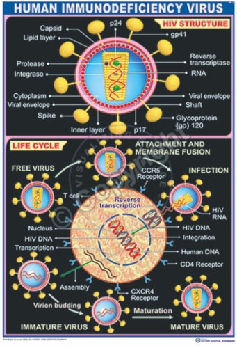 MB-12 HIV STRUCTURE AND LIFE CYCLE N- 01 CC