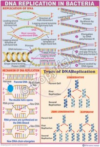 MB-14_DNA replication new-CC
