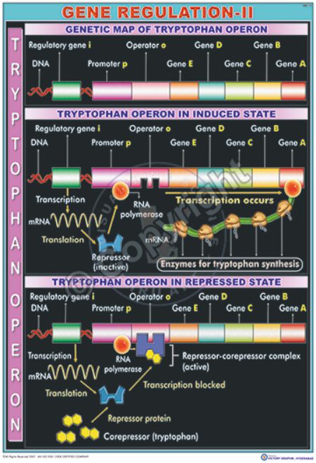 MB-19_Regulatory gene - CC