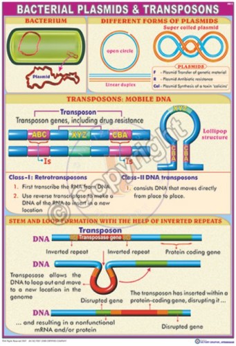 MB-5_Bacterial plasmids & transposons - CC