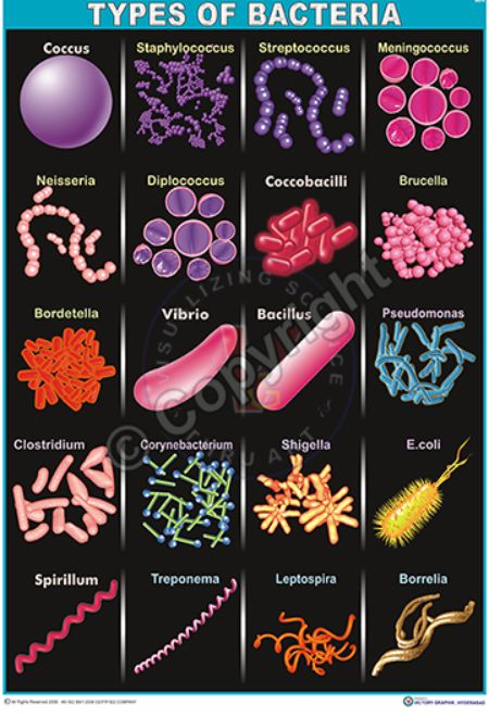 MB-6_Types of Bacteria CC