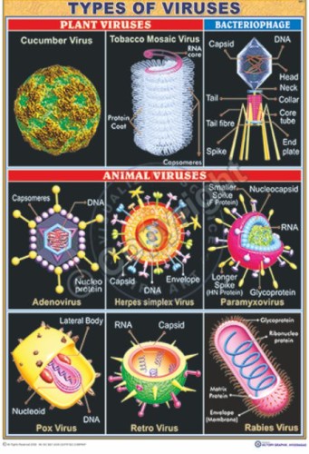 MB-7_types of viruses CC