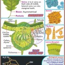 PH-11 Datura Leaf