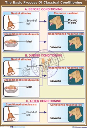 PY-3_The Basic Process Of Classical Conditioning - CC