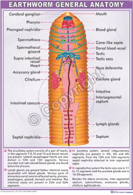 Victory Graphik  Z-11 Earthworm General Anatomy